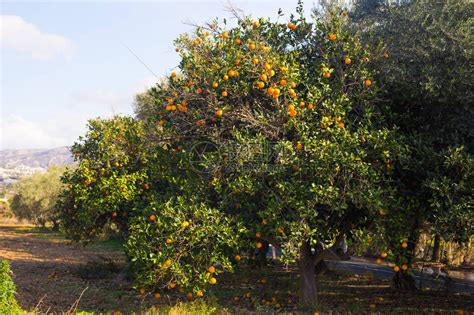 橘子 樹|如何种植橘子树（包含图片）